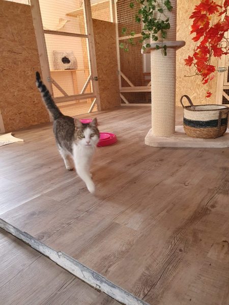 Pension féline - Patoune et Compagnie
