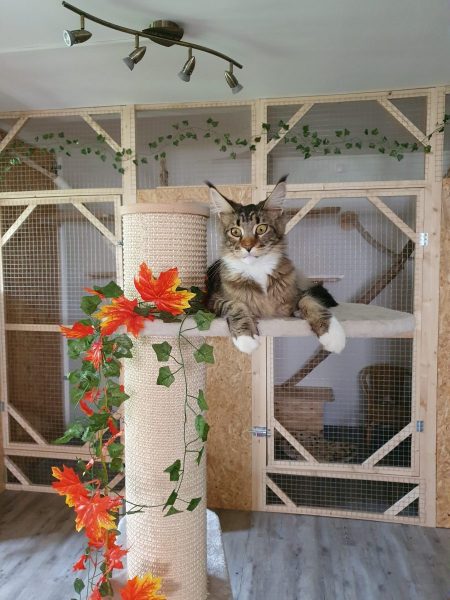 Pension féline - Patoune et Compagnie