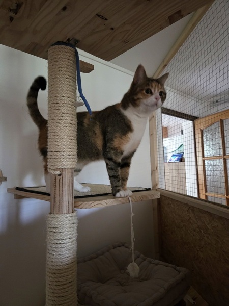 pension-pour-chat-montmelian-1