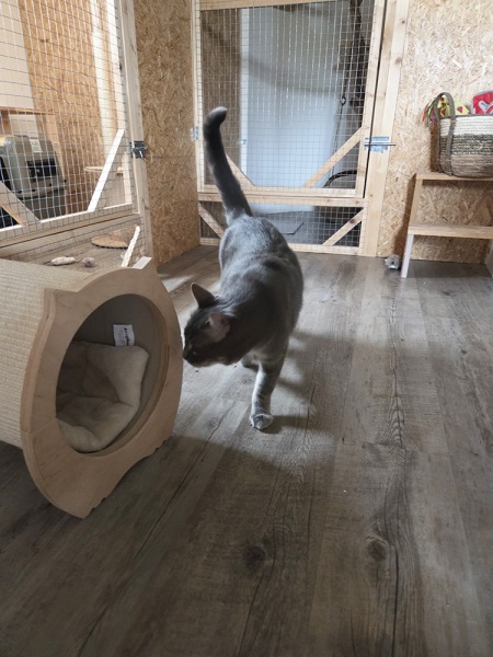 pension-pour-chat-montmelian-2