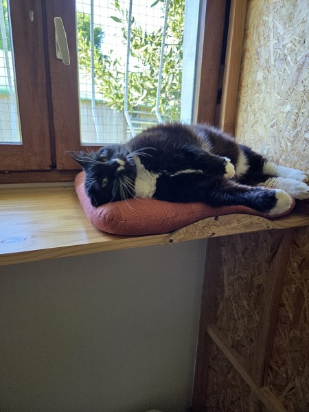 pension-pour-chat-montmelian-3
