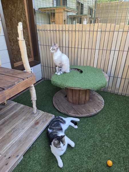 pension-pour-chat-montmelian-4
