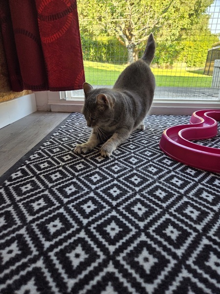 pension-pour-chat-montmelian-5
