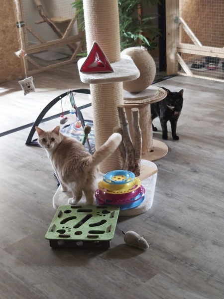 pension-pour-chat-montmelian-6