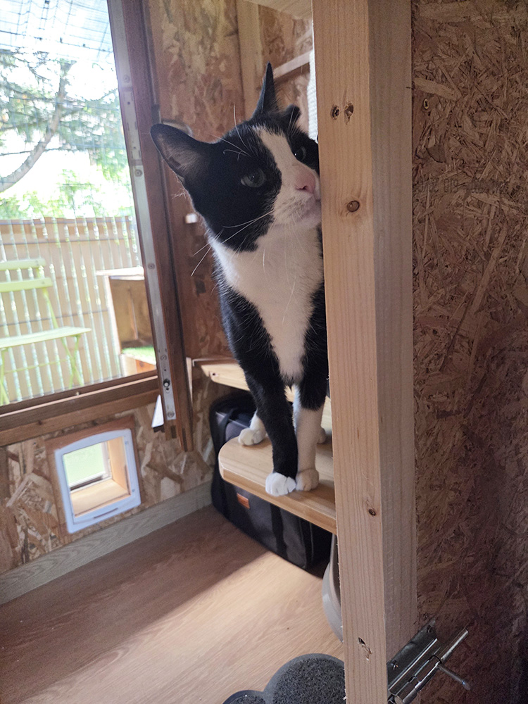 pension-pour-chat-montmelian-7